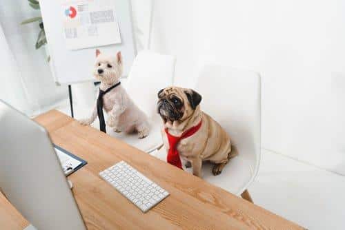 cane in ufficio