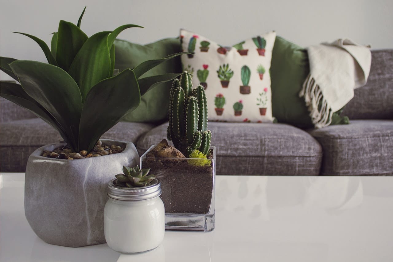 piante, interior design 2018