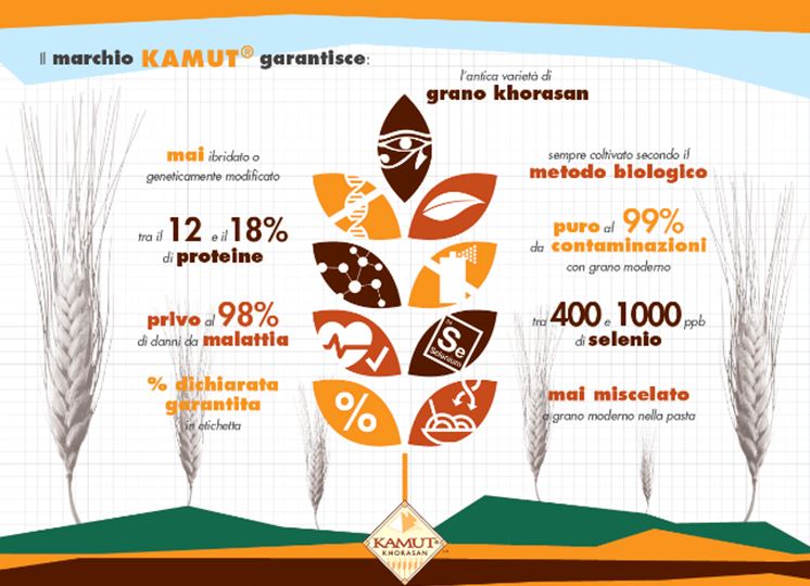 caratteristiche del grano Kamut