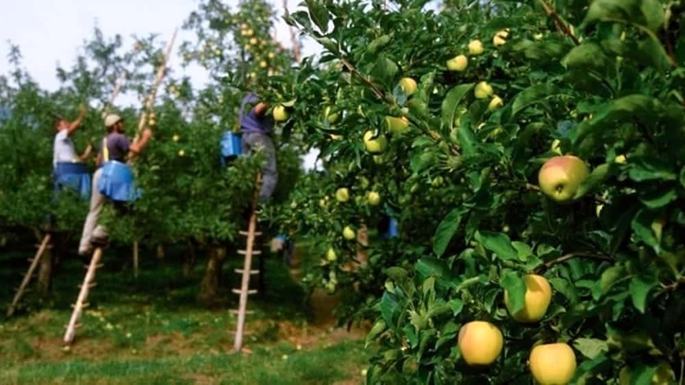 filiera-agroalimentare-raccolta-frutta-italia