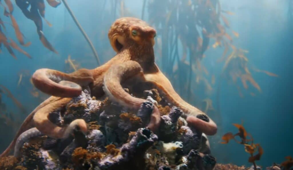 campagna bmw con il polpo ballerino - Okto the Octopus - Octowaltz